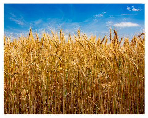 "Kansas Wheat"