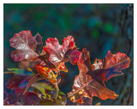 "Fall Oak Leaves"