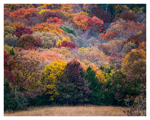 "Fall Colors"