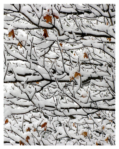 "Snow on Branches"