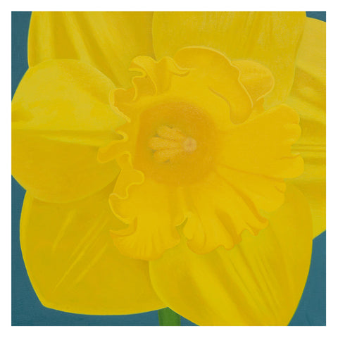 "Daffodil"
