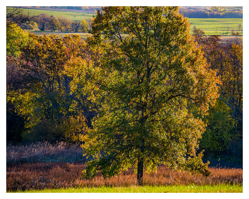 "Pin Oak Tree, Late October"